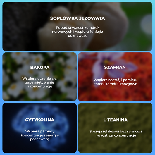 MemoryPRO — składniki